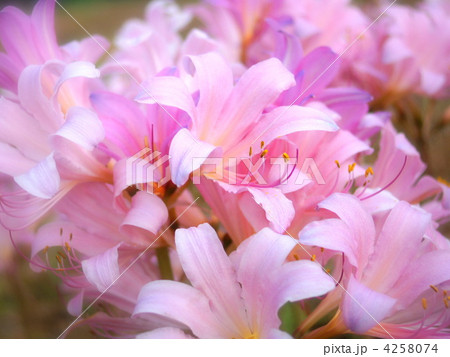 リコリス　スクワミゲラ（夏水仙） 4258074