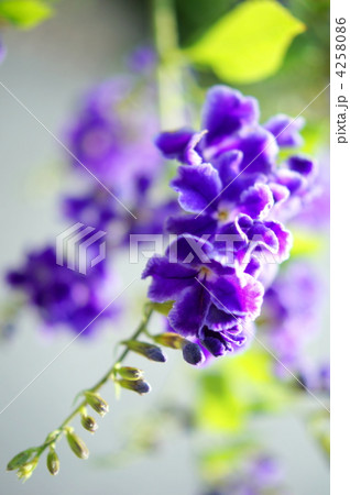 デュランタ（宝塚） 4258086