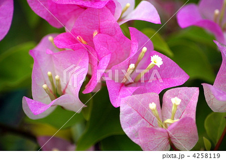 ブーゲンビレア：メリーパーマー（咲分け） 4258119