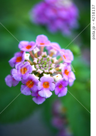 ランタナ ランタナ 4258137