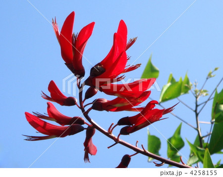 サンゴシトウ（デイゴ） 4258155