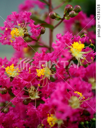 サルスベリ(百日紅) サルスベリ(百日紅) 4258158