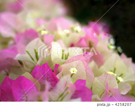 ブーゲンビレア（ブライダルピンク） 4258207