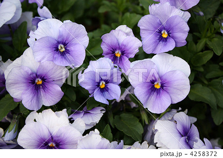 パンジー パンジー 4258372