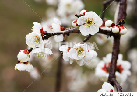 セツザンシダレ 4259316