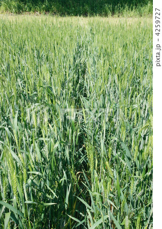 Field of wheat 4259727