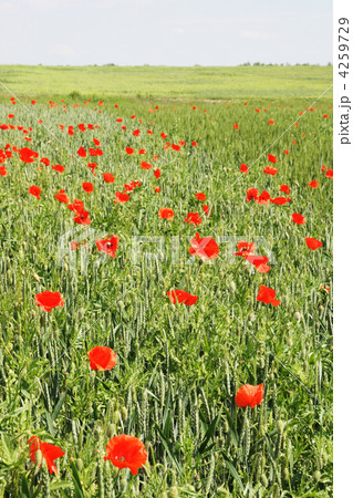 field of wheat and red poppies 4259729