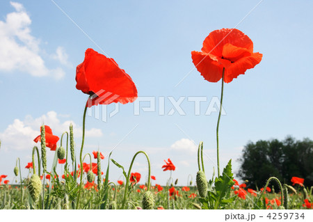Red poppy on the background cloudy sky 4259734