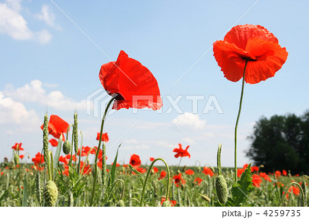 Red poppies on the green wheat field 4259735