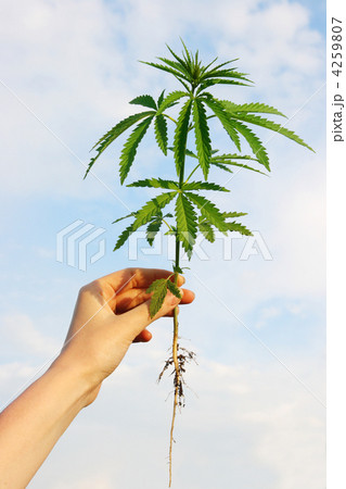 hemp in his hand against the backdrop of cloudy skies 4259807