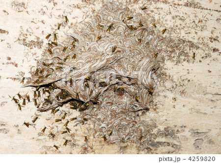 vespiary on the wall. (Hymenoptera) 4259820