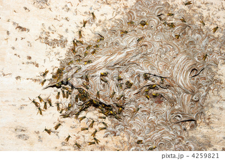 vespiary on the wall. (Hymenoptera) vespiary on the wall. (Hymenoptera) 4259821