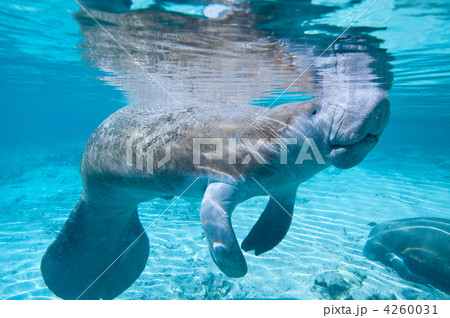 Gentle Giant Gentle Giant 4260031