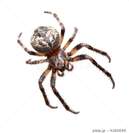 Garden spider (Araneidae) 4260049