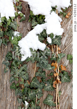 snow on the green ivy on the background of the tree (Hedera heli 4260112
