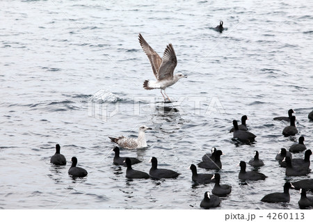 Black duck on sea waves, Pampean dive (Netta peposaca) Black duck on sea waves, Pampean dive (Netta peposaca) 4260113