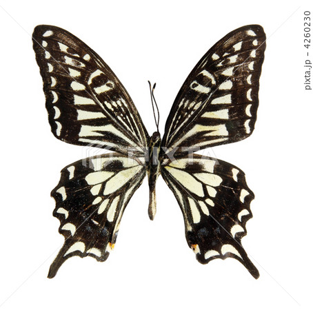 Butterfly on the white Butterfly on the white 4260230