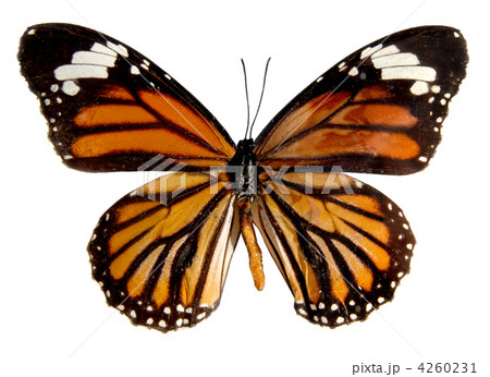 Butterfly on the white background, (isolated) (Danais plexippus) Butterfly on the white background, (isolated) (Danais plexippus) 4260231