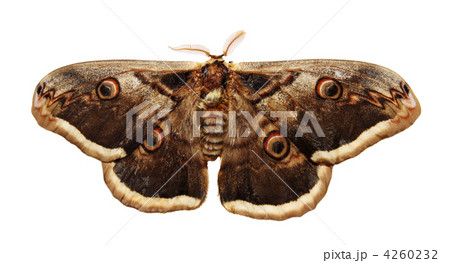 Butterfly on the white background Butterfly on the white background 4260232