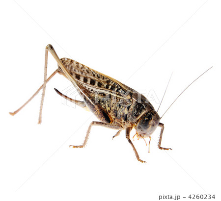 Grasshopper, Locusts on the white background 4260234