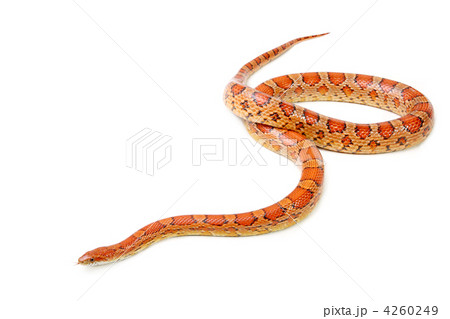 Corn snake on the white background (Elaphe guttata) 4260249