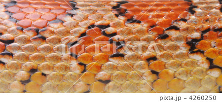texture is a Corn snake (Elaphe guttata) 4260250