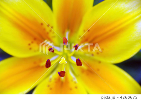 ユリの花 ユリの花 4260675