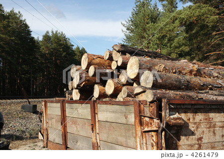 Loading logs of trees in the forest Loading logs of trees in the forest 4261479