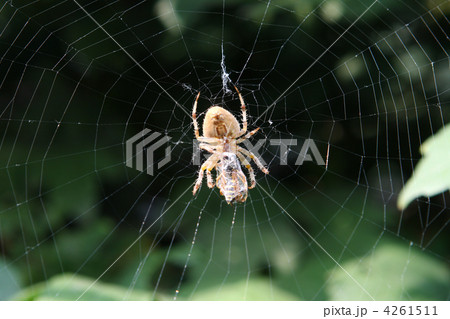 Garden spider on web. Wasp in the web 4261511