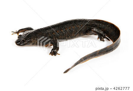 Newt (Triturus vulgaris) 4262777
