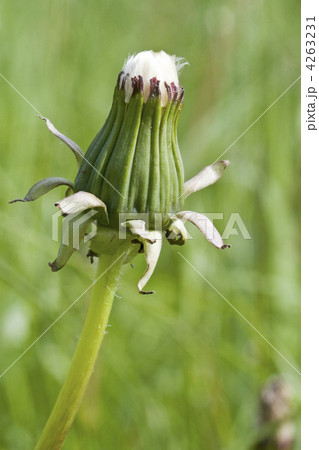 dandelion bud dandelion bud 4263231