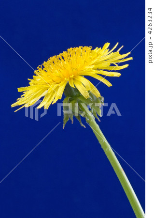 sowthistle sowthistle 4263234