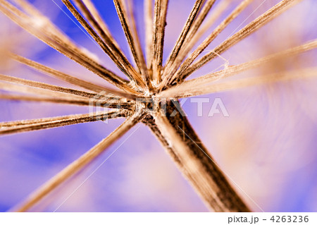 winter dandelion head 4263236