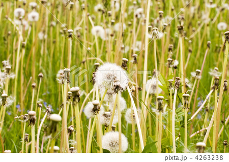 meadow full of wild fluffy dandelions 4263238