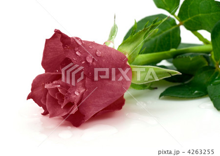dark red rose dark red rose 4263255
