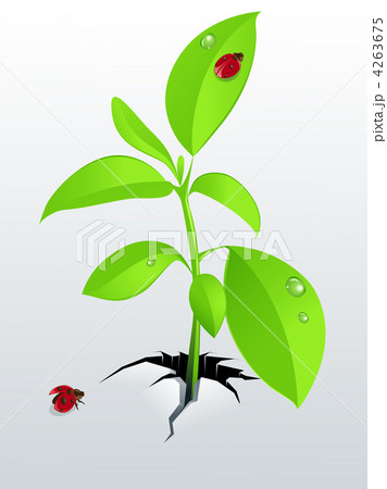young green plant and ladybird 4263675