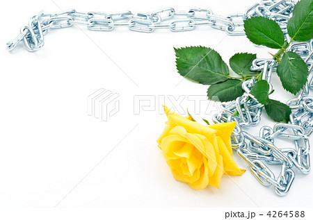 クサリを巻いたバラの花 クサリを巻いたバラの花 4264588