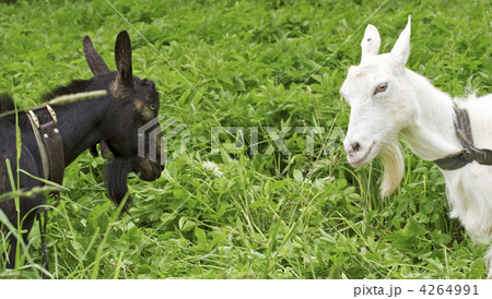 black goat against white 4264991