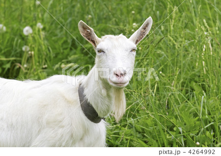 White goat in a green  meadow 4264992