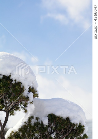 雪の帽子 雪の帽子 4266047