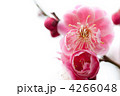 梅の花 4266048