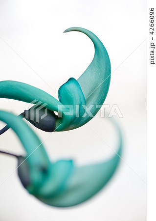 ヒスイカズラ 4266096