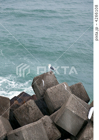 冬の日本海 4266108