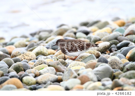 クロキョウジョシギ クロキョウジョシギ 4266182