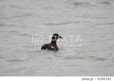 ビロードキンクロ ビロードキンクロ 4266183