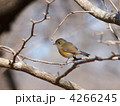 ルリビタキ 4266245