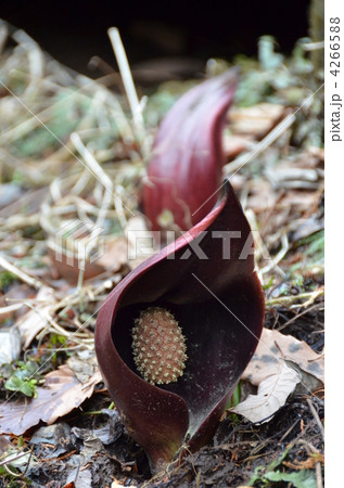 ザゼンソウ 4266588