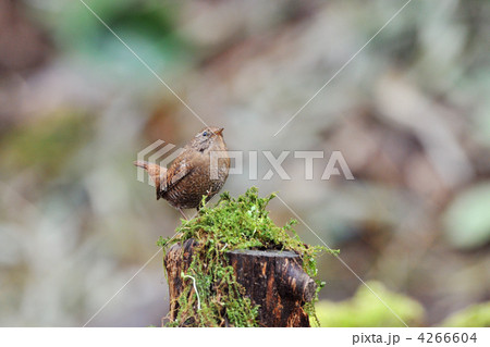 お立ち台のミソサザイ 4266604