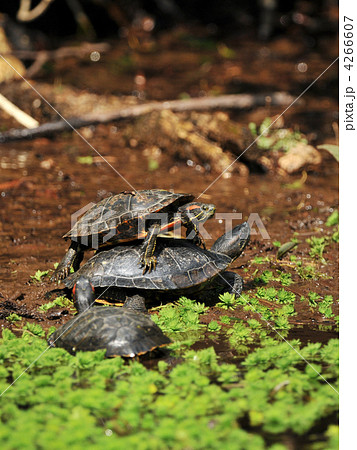背中に乗る亀の写真素材 [4266607] - PIXTA