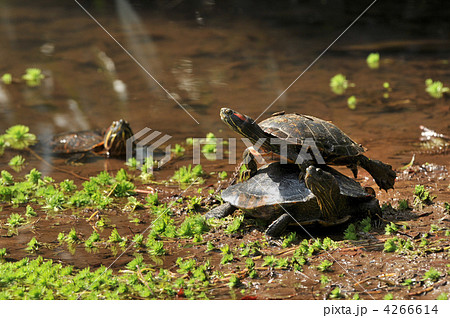 背中に乗る亀の写真素材 [4266614] - PIXTA